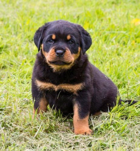 Puppies for Sale